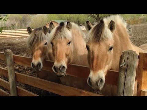 Best funniest horses of the week - Funny And Cute horses Video Compilation 2025🐴#2