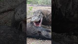 swallowing a hog deer