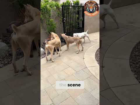 How One Dog Commands Respect Without a Sound 🐕✨
