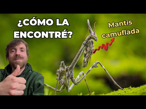 CÓMO ENCONTRAR MANTIS Y OTROS INSECTOS. TRUCO INFALIBLE.