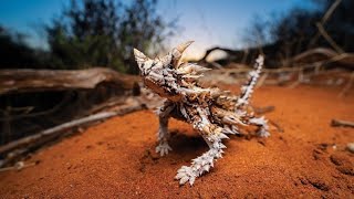 UM LAGARTO COM CABEÇA FALSA PRA ENGANAR PREDADORES (moloch horridus) thorny devil