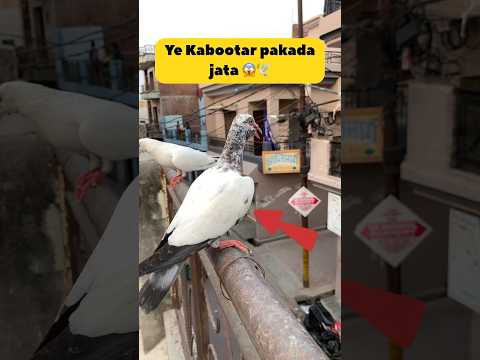 Kabootar pakda jata 🕊️😱 #minivlog #kabootarloft05 #pigeon #birdspecies #petsvlog #shorts #vlog