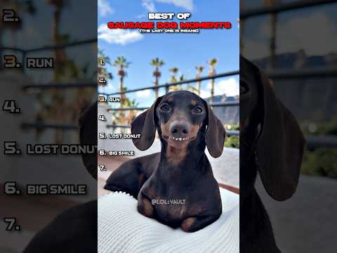 Best of Dachshund Moments #funny #dogshorts #dachshund