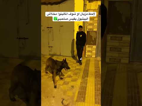 ู
ุงููููุง ุชุฏุงูุน ุนู ุงูุจุดุฑ ู
ู ููุจ ุจูุชุจููโ
๐๐ป #dog #malinois #pitbull #malinoispower #malinoislovers