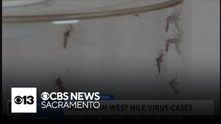 YouTube video thumbnail: West Nile Virus Activity in California at 5-Year High