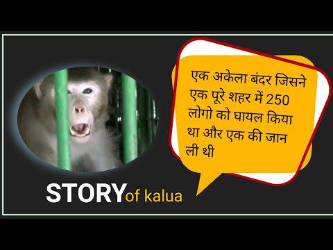 इस अकेले बंदर ने पूरे शहर में आतंक मचाया था 🐒 Monkey Attack In A City