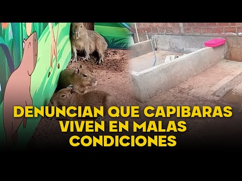 CHAU CAPIBARAS|Cusco: Retiran a capibaras de zoológico en Cusco tras críticas por presunto maltrato