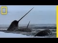 Narwhals and Their Mysterious Tusk