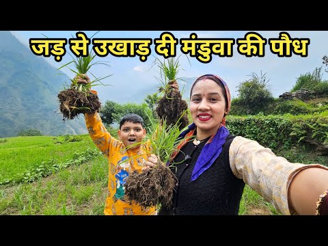 हमारे यहाँ कुछ इस तरह से की जाती है मंडुवा रागी की खेती | Preeti Rana | Pahadi lifestyle vlog