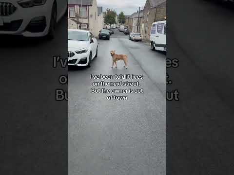 The heart attack moment a dog escapes scaring all the kids and neighbours