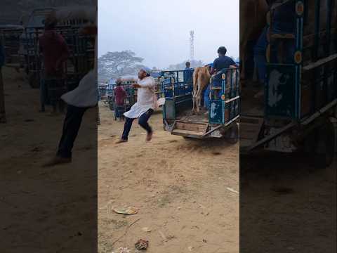 What did the cow do?#super# funny #comedy #shortvideo# funnyshorts