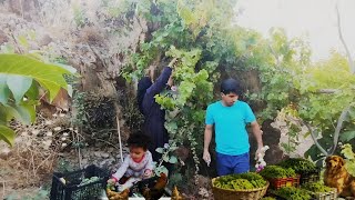 🍇 Vom Pflücken grüner Trauben bis zu hausgemachtem Verjus – Großmutter und Enkelkind im Weinberg 