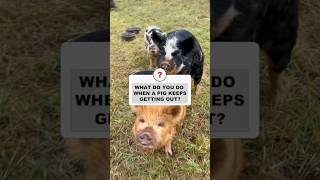 What to do when Pigs Keep Escaping