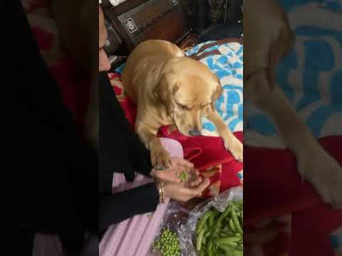 Mummi ki bakri #labradoriteg #dog #labradorretreiver #dogbreed #funny