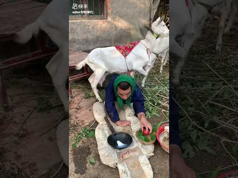 #animals #seafood #shortvideo #funny #unbelievable #wildlife #goatfarming #goat #milk #goatmilking