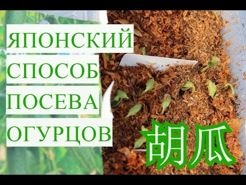 Японский Способ Выращивания Огурцов. Супер Быстрые Всходы