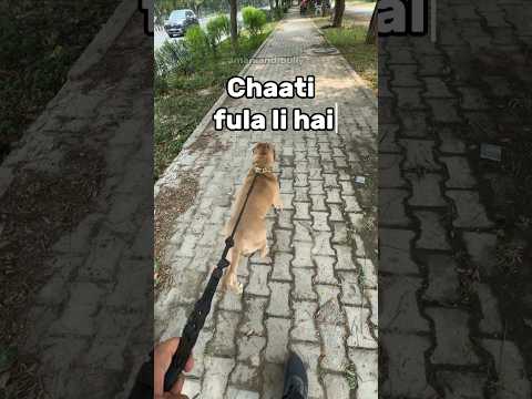 Labra ko dekh kr ye kaisi chal chali Bully ne 🫢  #amanandbully #pitbulldog