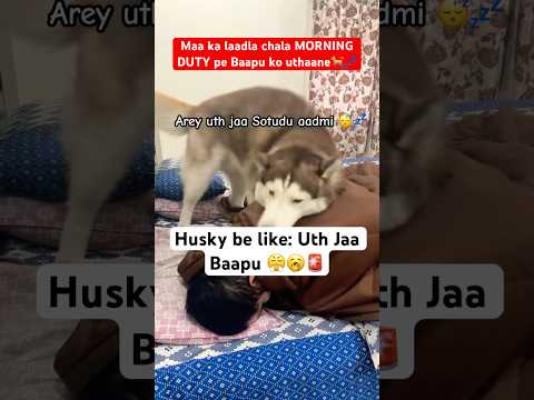 My husky’s morning routine: Uth jaa Pawpa🤦‍♂️🤣🚨 #funnyhusky #dogdad #doglovers