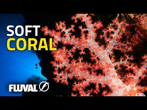 Species Spotlight | Soft Corals