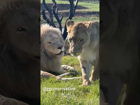 The love, loyalty & argument.. the dichotomy of lion life ❤️
