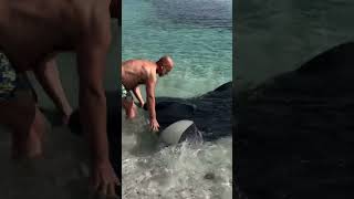 📌 Manta Gigante nel Sud Sardegna 😍 ( 🎥 Escursioni Sardegna )