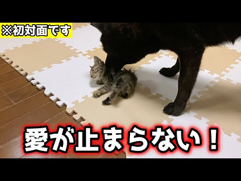 甲斐犬一休が優しすぎて感動しました・・
