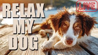 Relaxing Dog Music TV (Live 24/7) Used by 10 Million Dogs, Deep Sleep Anxiety Therapy
