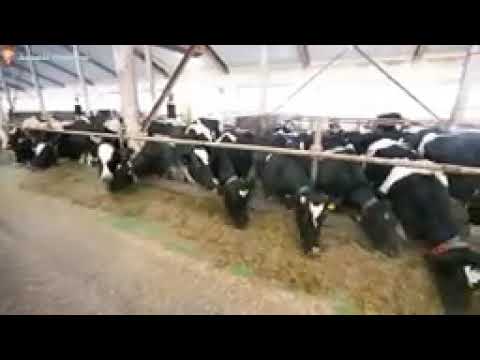 1 jam suara alam semesta hewan, sapi mooing, kucing lucu, anjing, monyet ...