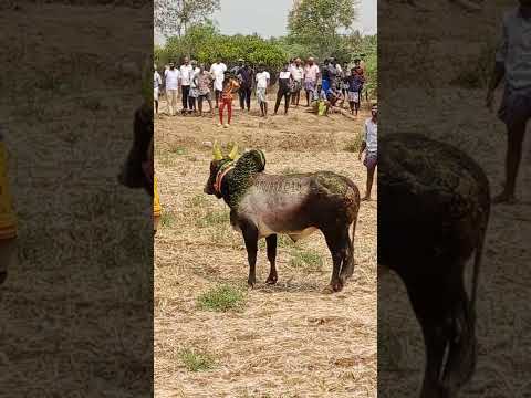 #jallikattu#manjuvirattu#vadam#Devar#tamilnadu#thala#thalapathy#madurai#india#culture#breeding#siva