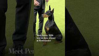 Meet Penny, 2026 best in show winner at Westminster
