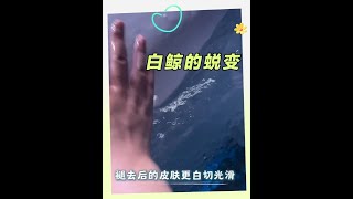 白鲸的蜕变之路#白鲸
