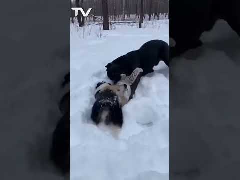 UNBELIEVABLE: Cane Corso Saves Border Collie from Lynx Attack 😱 #canecorso #lynx #shorts