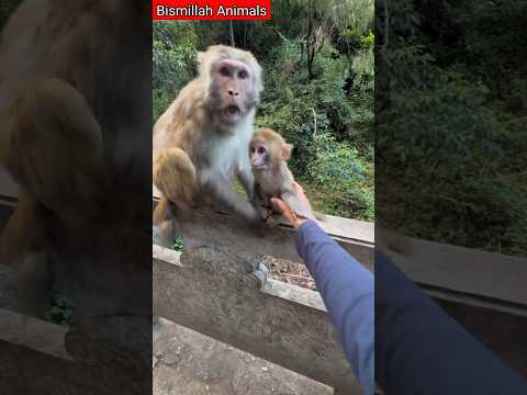 বানর এটা কি দেখাইলো | বানর | জীবজন্তু | Monkey | Animals #pets #bismillahanimals #shorts