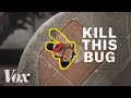 Spotted Lanternfly Impact and Management