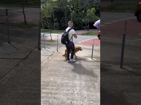 Cego pegando Uber com cão-guia