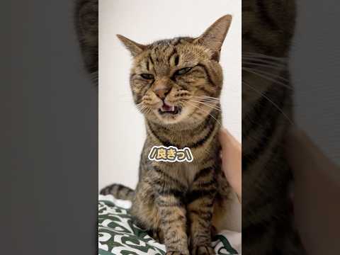 子猫の時から愛情込めて育てたら、こんなに可愛く成長しました