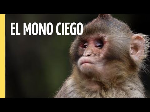 La Increíble Historia del Mono Ciego | Episodio Completo