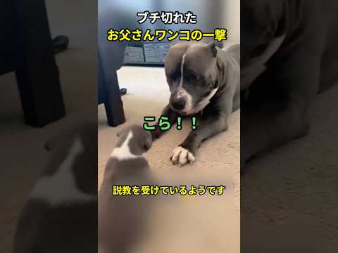 ブチ切れたお父さんワンコの一撃#犬 #犬動画 #犬のいる暮らし