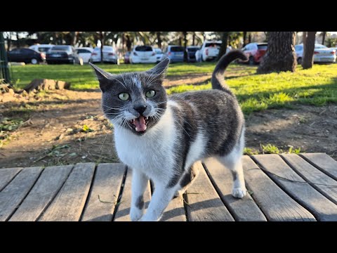 The most handsome gray cat on the streets.