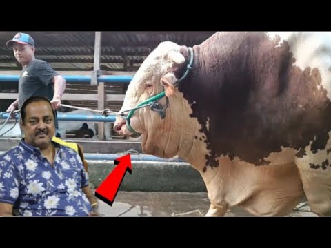 ডিপজলের দৈত্যাকার গরু!  ওজন কত জানলে অবাক হয়ে যাবেন!