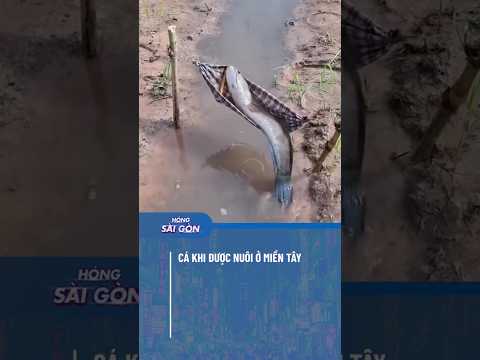 CÁ KHI ĐƯỢC NUÔI Ở MIỀN TÂY #hongsaigon