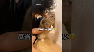 壁紙を剥がしてこの顔｜PECO