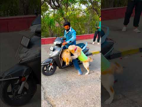 मेरा डॉग रॉकी से क्यों नाराज हो गया😱 #funnydogs #shorts