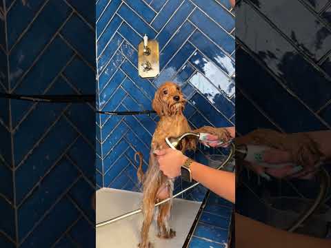 ASMR Episode 48: Luna the Maltipoo 🛁🫧 #doggrooming #asmr #dogasmr #maltipoo #maltipoopuppy