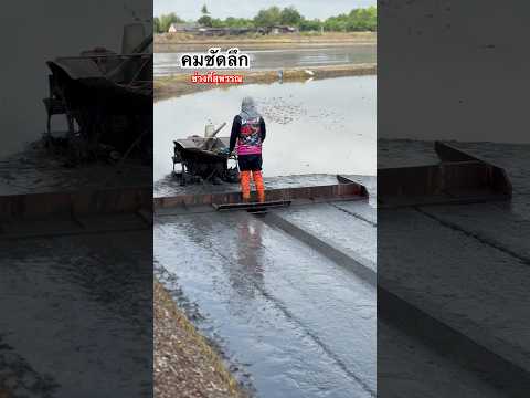 ปาดฉาบกันไปตามสไตล์✅ 🇹🇭 #ชาวนา #shorts #kubota #อุปกรณ์การเกษตร #ข้าวไทย