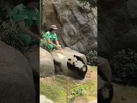 The keeper places the cub on a rock, but the panda cub slips off in a second โ so hilarious! #panda