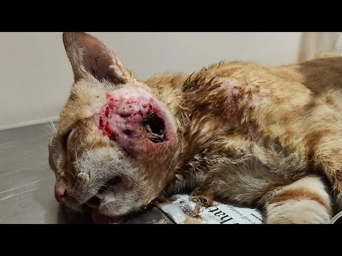 Removing An Enormous Cuterebra From Cat's Neck (Part 41)