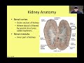 Exploring the Anatomy of the Urinary System
