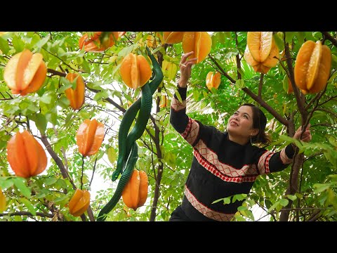 Super Selicious Grilled Pork Noodle Recipe - Harvest Star Fruit & Go to Market Sell! | Lý Tiểu Hương