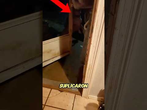 El Visitante Más Bonito Del Tornado🌪️😳